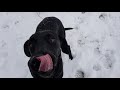 Beautifull happy dogs enjoing snow in the back yard