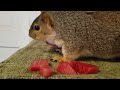 My Pet Squirrel Takes A Bath - SQUIRRELS - Cute Animals - PETS - Zoo At Home -