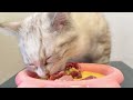 ASMR Cat Eating Session: Hear the Crunch of Raw Chicken and Beef!