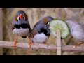 My Zebra Finch Breeding Journey