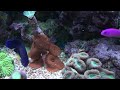 RD's Reef Tank (Mandarin Dragonet mated pair)
