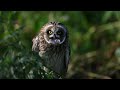 Short Eared Owlet stretching and asking for food 8K | Совенок растягивается и требует завтрак 8K