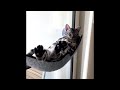😂 Funniest Cats and Dogs Videos 😺🐶 || 🥰😹 Hilarious Animal Compilation №408