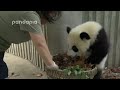 Panda cubs and nanny Mei’s war Ⅱ