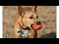 The story of Joy and her dog, Goldie.