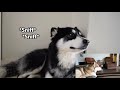 My Husky Tries The Try Not to Howl Challenge! Zeus Reacts To Joey Ahern @KeyushTheStuntDog More