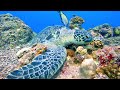 Coral Reefs 4K UHD | Scenic Relaxation Film with Peaceful Relaxing Music | 3HRS Video 4K Ultra HD