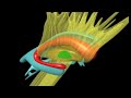 Neuroanatomy: The Basal Ganglia