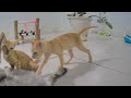 😂 When Cats Are So Silly 😹 I will die laughing ❤️😹 Funny Cats Videos 2024 😹