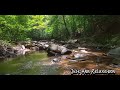 Gentle sounds of small river flowing in the green forest,birds singing for stress relief,deep sleep