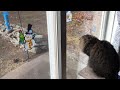 Cat Scratching Door at Dove