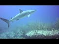 Carribean Reef Shark 2