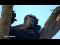 🔴 #TSC: MEET MAHALE'S CHIMPANZEE | MAHALE MOUNTAIN NATIONAL PARK