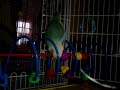 Kiwi, love bird foraging for millet in her toy.