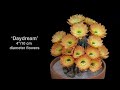 Time-Lapse: Beautiful Cacti Bloom Before Your Eyes | Short Film Showcase