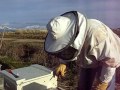 Installing Honeybees Part 2