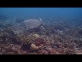 Sea turtles in American Samoa