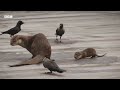 Cheeky Crows Prank Baby Otters | The Making of Mammals | BBC Earth