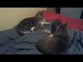 Lazy Cat Slap Fight