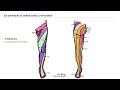 Dermatomes & Myotomes Made Easy