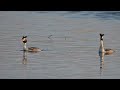 Love is in the air with these Great Crested Grebes