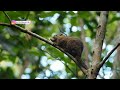 Hunting Mouse-Deer (Chevrotain) In Lower Peirce Reservoir Park | Singapore's Hidden Wildlife