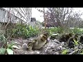 Ducklings leaving their nest with mama