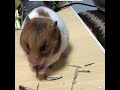 バレエのシニヨン動画観てる横でひまわり食う