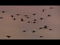 Les Etangs de la Champagne humide - Site Ramsar France - Seine Grands Lacs & PNR Forêt d'Orient