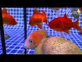 Colorful aquarium Surprise Eggs, Duckling, Butterfly Fish, Frog, Snake, Goldfish, Koi Fish, cichlid