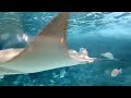 UNDERWATER FOOTAGE ft. the STINGRAY | Grand Aquarium Ocean Park Hongkong