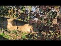 Smithsonian Zoo - Lionesses in the Sun