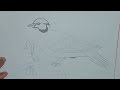 How to Draw a Realistic Bird with Pencil Sketch