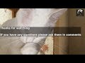Healthy and Tasty: Homemade Cat Food How-To Make Cat Food at Home  | Taurine supplement Added