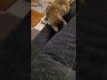 Cat plays fetch