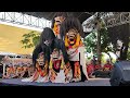 Rampak Barongan Blora Seni Barong New Singo Joyo Live Krocok