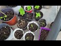 2024 Backyard Garden Tour  Amazing Plants 🪴