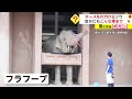 ホースを片付けるゾウ　鼻で上手に なぜ始めた