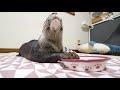 Otter Bingo&Belle's favourite snacks collection!