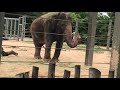 My Houston Zoo Experience Part 4 The Elephants