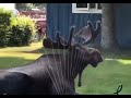 Moose Stays Cool In Canadian Heat