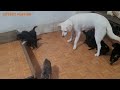 Hungry Puppies but 2 Mom Doesn’t Let Them Suck