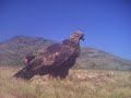 Condor vs golden eagle