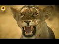 Lion Dynasty: Lions Fight to See Who's King! | The Lion King Fight | Nature and Animal Documentaries