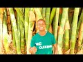 Enkata E Nkai Official video  @Musunkui Kima Official