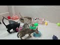 Funniest Cats And Dogs Videos 2024😻You Laugh You Lose 🐶