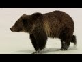 The World Of Grizzly Bears: A Journey Through Yellowstone National Park | Grizzly Country