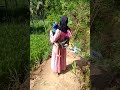 keluarga Ngapak part 08//ngajak Bocil ke Sawah