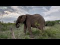 Khanyisa Runs to Her Herd for a New Day | with Special Setombe & Klaserie Time