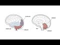 Cerebellum Clinical Anatomy - cerebellar syndrome